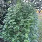 Critical Kush