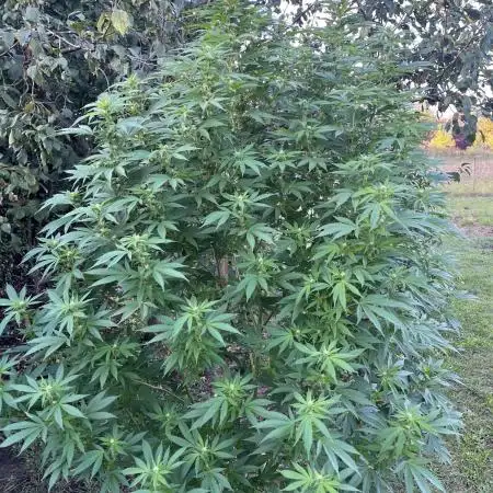 Critical Kush