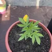 Alpine Delight CBD Auto
