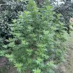 Critical Kush