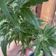 Purple Sunset Auto