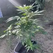 Purple Sunset Auto