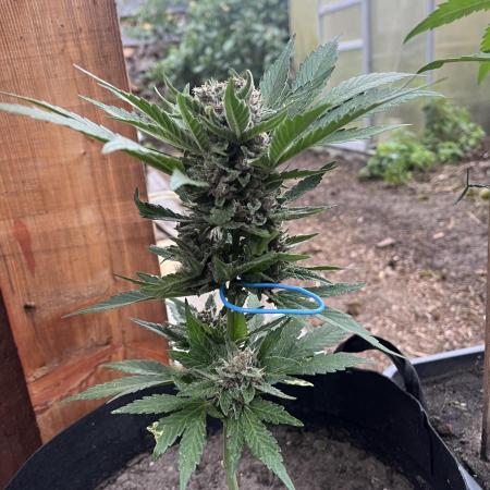 Tropicanna Poison XL Auto