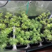 Critical Auto xxl