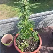 Alpine Delight CBD Auto