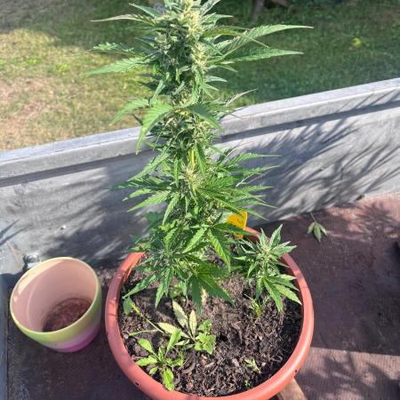 Alpine Delight CBD Auto
