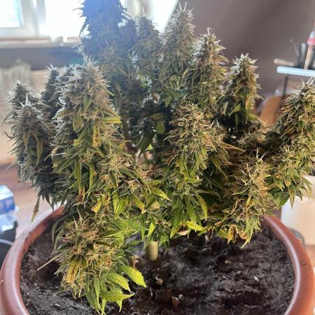 Frozen Black cherry Auto