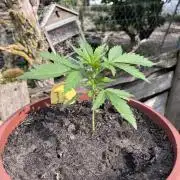 Sunset Sherbert Auto