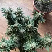 Black Bomb