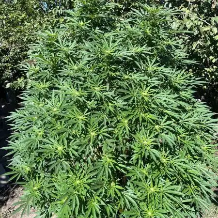 Frozen Black Cherry