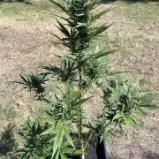 Cherry Punch Auto