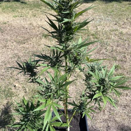 Cherry Punch Auto