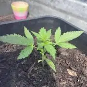 Mandarin Cookies Auto