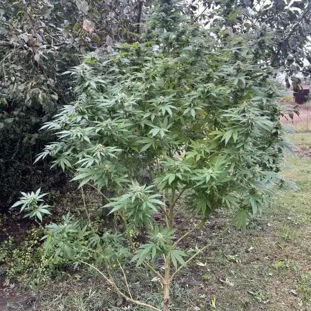 Critical Kush