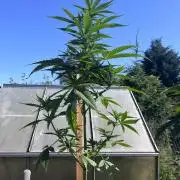 Gigabrain Auto