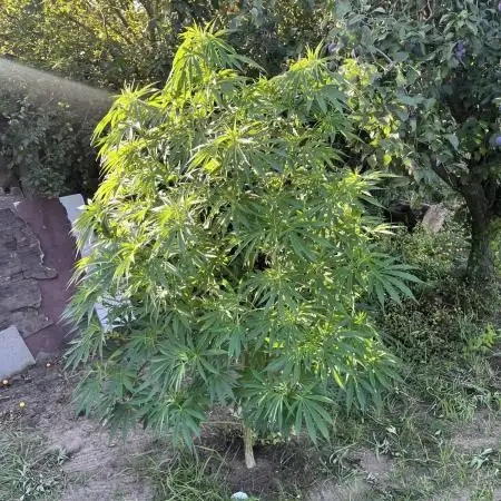 Frozen Black Cherry