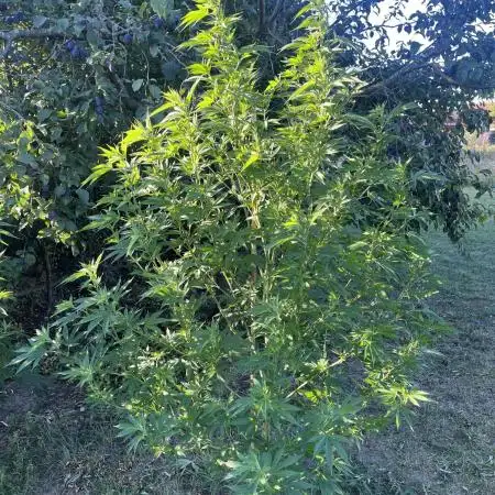 Critical Kush