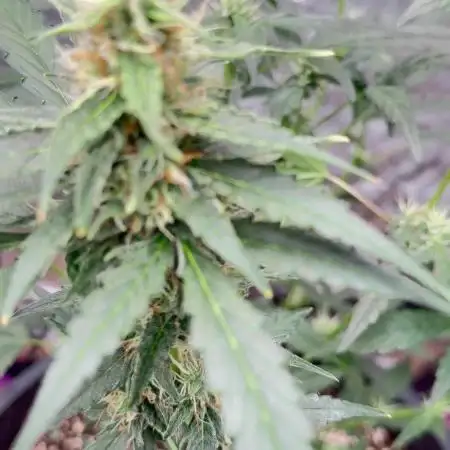 Auto/ Photo Grow