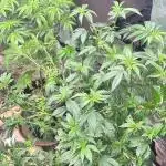 Auto/ Photo Grow