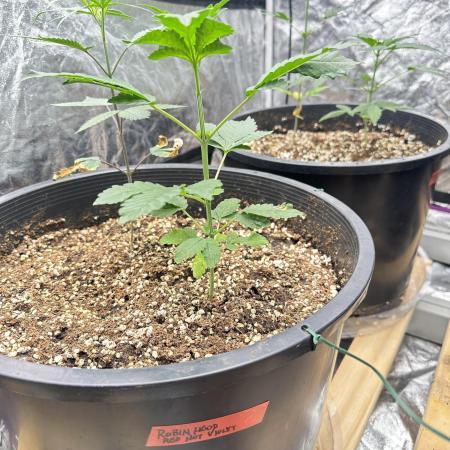 Auto/ Photo Grow