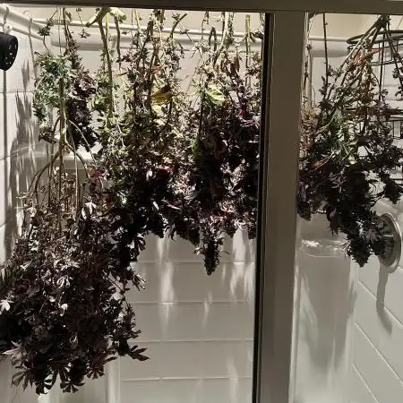 Auto/ Photo Grow
