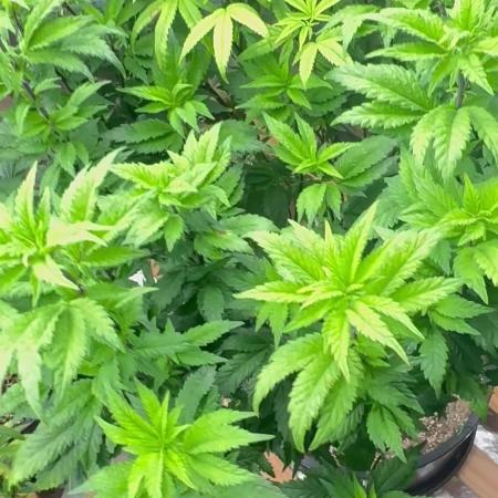 Auto/ Photo Grow