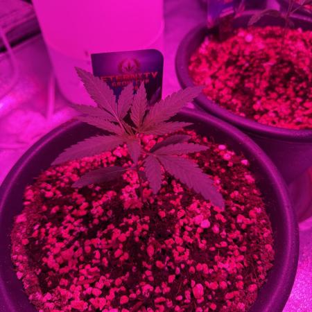 Zamnesia Grow Cup 2026 Sticky Broccoli