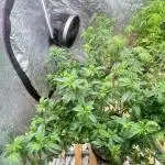 Auto/ Photo Grow