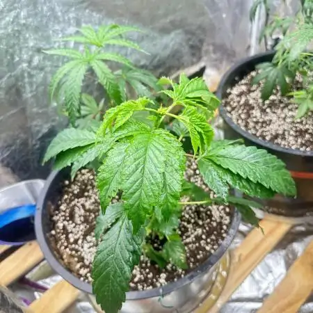 Auto/ Photo Grow