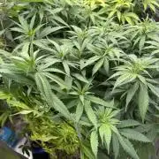Zamnesia Grow Cup 2026 Sticky Broccoli