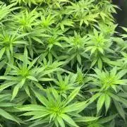 Zamnesia Grow Cup 2026 Sticky Broccoli