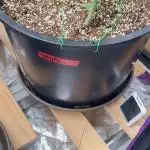 Auto/ Photo Grow