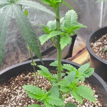 Auto/ Photo Grow