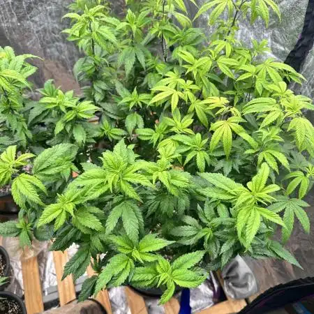 Auto/ Photo Grow
