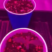 Zamnesia Grow Cup 2026 Sticky Broccoli