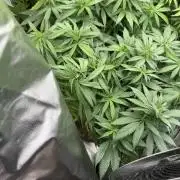 Zamnesia Grow Cup 2026 Sticky Broccoli