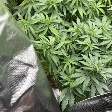 Zamnesia Grow Cup 2026 Sticky Broccoli