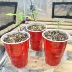 Auto/ Photo Grow