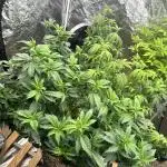 Auto/ Photo Grow