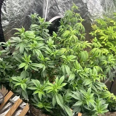 Auto/ Photo Grow