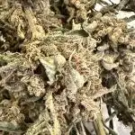 Auto/ Photo Grow