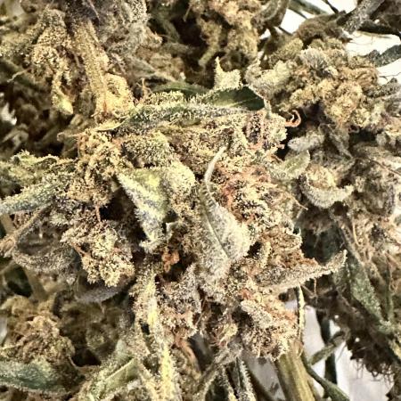 Auto/ Photo Grow