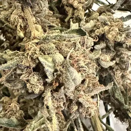 Auto/ Photo Grow