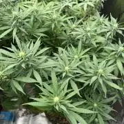 Zamnesia Grow Cup 2026 Sticky Broccoli