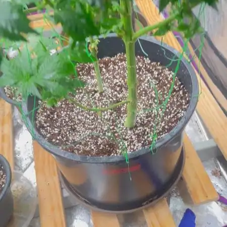 Auto/ Photo Grow