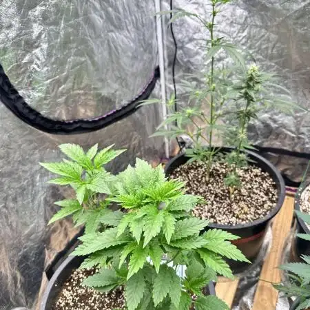 Auto/ Photo Grow