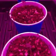 Zamnesia Grow Cup 2026 Sticky Broccoli