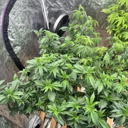 Auto/ Photo Grow