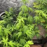 Auto/ Photo Grow
