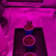 Zamnesia Grow Cup 2026 Sticky Broccoli